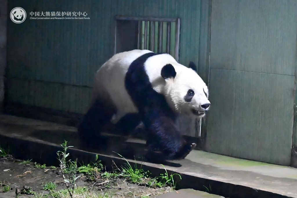 北京時間1月28日1時（日本時間2時）、日本・東京都恩賜上野動物園で