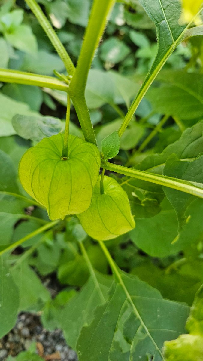 CaitlinScarpa_'s tweet photo. winter made me forget how beautiful the color green is https://t.co/t0ArTBiF1J