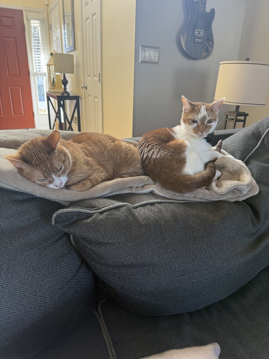 Sarge 🧡 tweet media