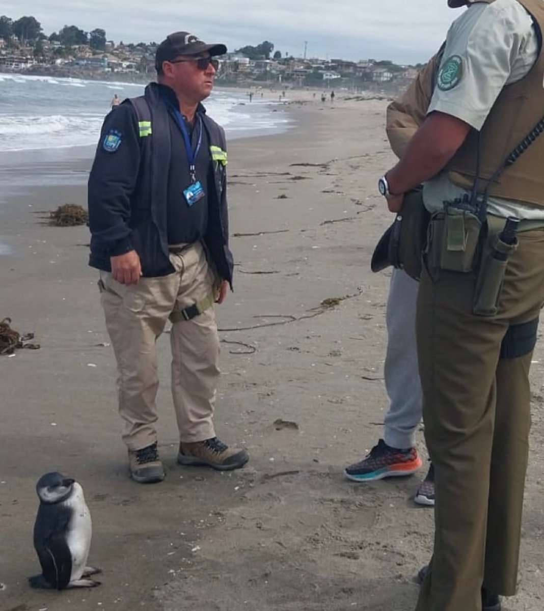 salinas_chile's tweet photo. Skipper, Cabo: vengan acá (???) https://t.co/HqSo1UR9eU