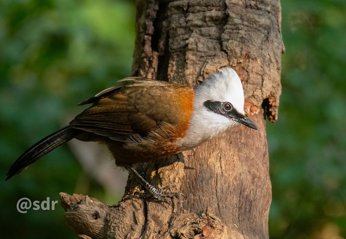 sanshali1's tweet photo. White Crested Laughingthrush #nikonz8 #IndiAves #Sattal #NaturePhotography @ragnyabhawani @NatureIn_Focus #birdphotography #BirdsSeenIn2025 #NatureIsAmazing https://t.co/tIzHOI5MdR