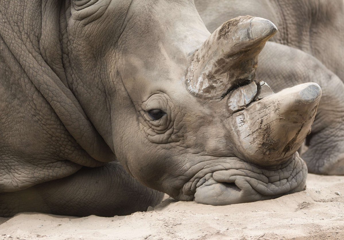 UPTuks's tweet image. Houdini the rhino escaped with his life after a poaching attack, only to have his breathing severely impaired. A UP veterinary team restored both his breathing and sense by breaking new ground in rhino surgery.
Read more in the article ‘Pushing the boundaries of veterinary…