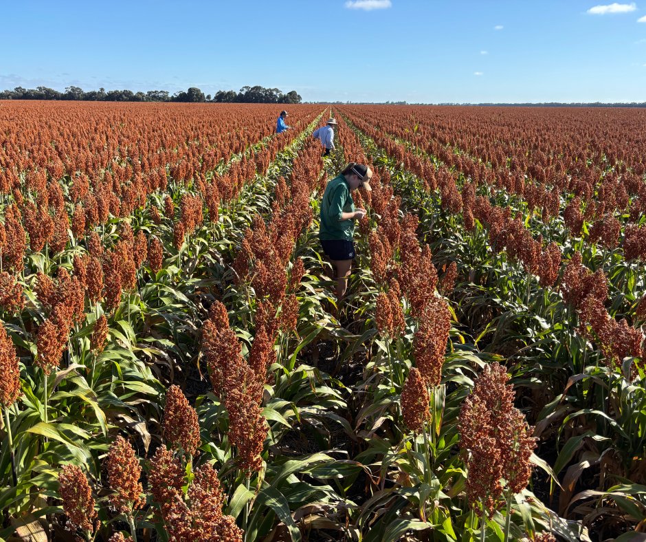 pioneerseedsau's tweet photo. Judging has kicked off for the Chinchilla Show Sorghum Crop Competition, with entries assessed in mid‑January by a panel including Territory Sales Manager Chris Rutland, grower Terence Kleidon, Nutrien Chinchilla Agronomist Mikaela Meers and Wood Ag Chinchilla Agronomist Corey Culter. The group has inspected and scored some outstanding sorghum crops across the Western Downs so far. Stay tuned for the winners, to be announced at the Chinchilla Show in May 2026!