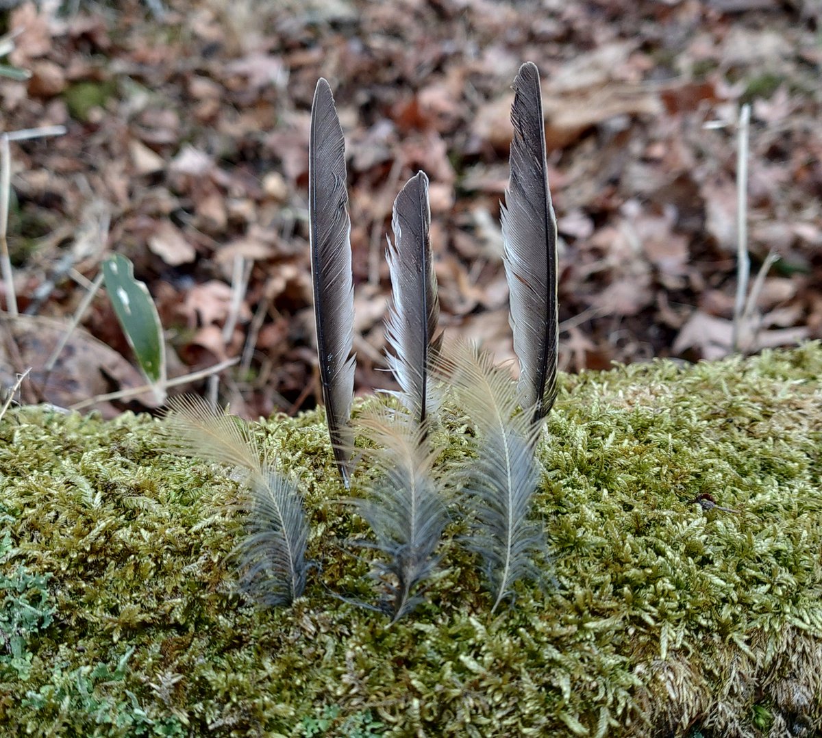 torimini tweet media