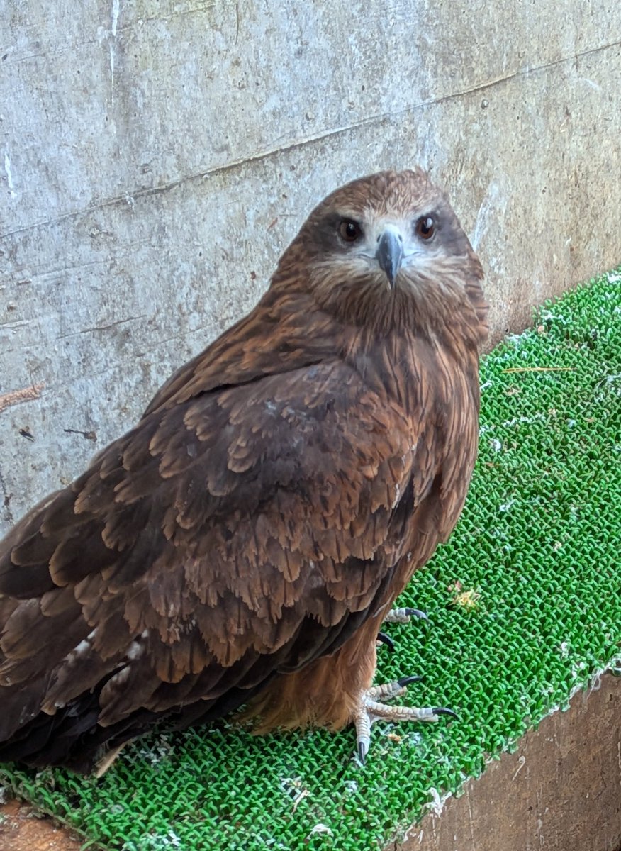 北極圏に棲息するシロフクロウの足は厳しい寒さから守るために指先までしっかり羽毛に覆われています🪽
写真4枚目は ＃トビ の八兵衛♀ですが、足の指にに羽は生えていません。口周りもスッキリしてます。
＃シロフクロウ⛄️スフレ♂
＃須坂市動物園
＃須坂市