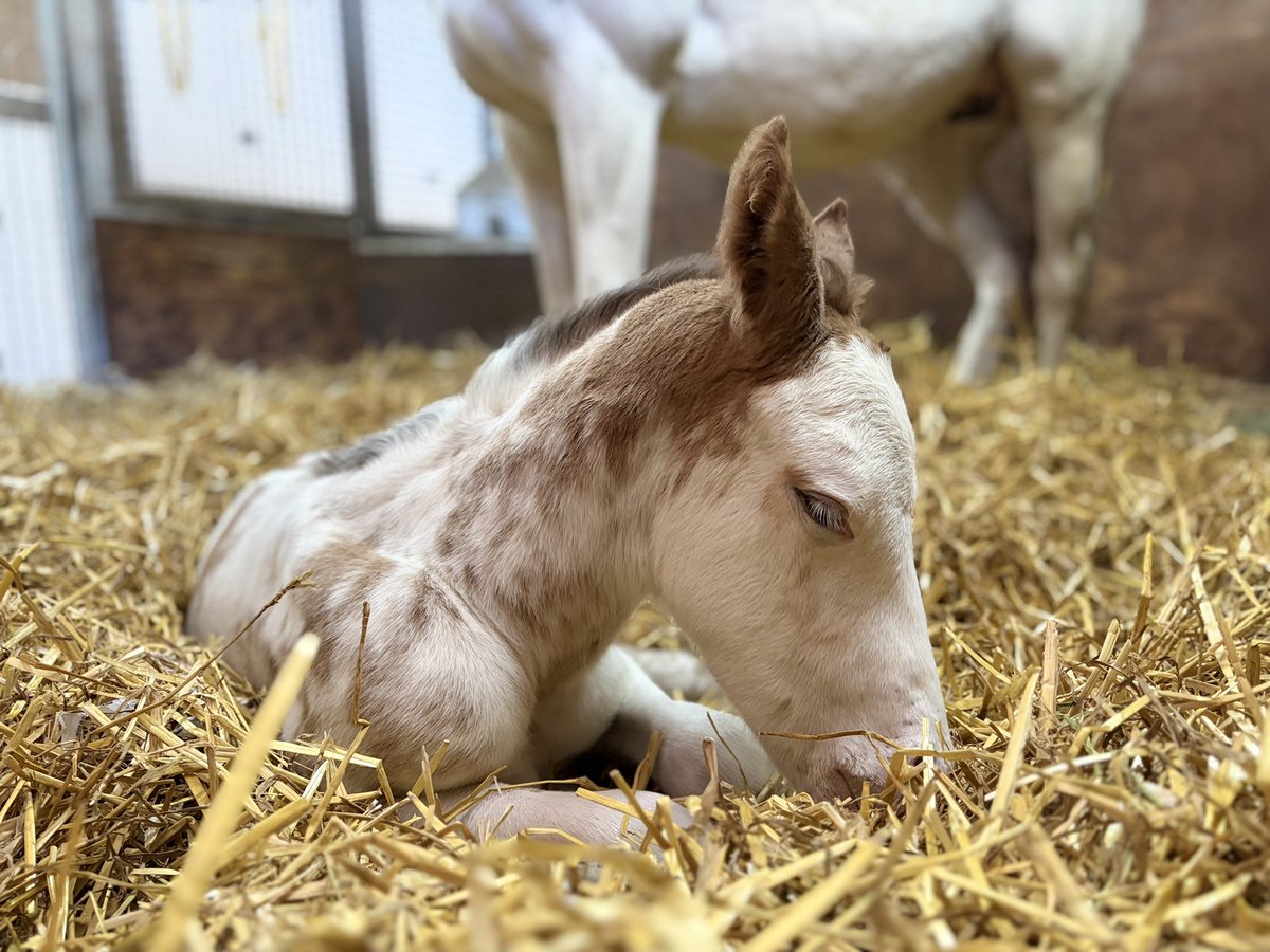 ハウナニがブチ毛模様の男の子を出産しました！
特徴的な模様が放牧地でも目立っていますね。甘えん坊な性格で、馬房でも放牧地でもお母さんにピッタリとくっついています。

父：ニューイヤーズデイ
母：ハウナニ
1月21日生まれ　オス

#ノーザンファームからのお便り