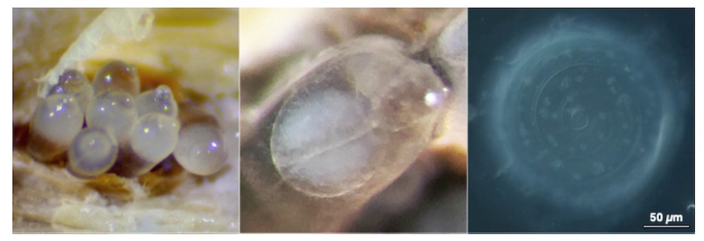 東京大学大学院理学系研究科・生物科学専攻 tweet media