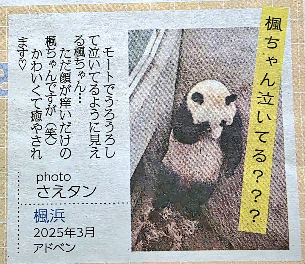 日刊パンダイ (@nikkan_pandai) / Posts / X