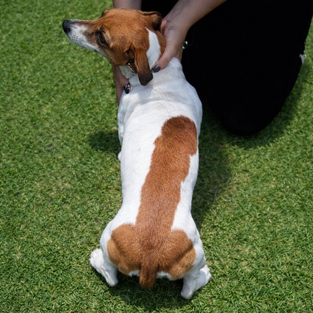 うちの犬見て！かわいいでしょ！