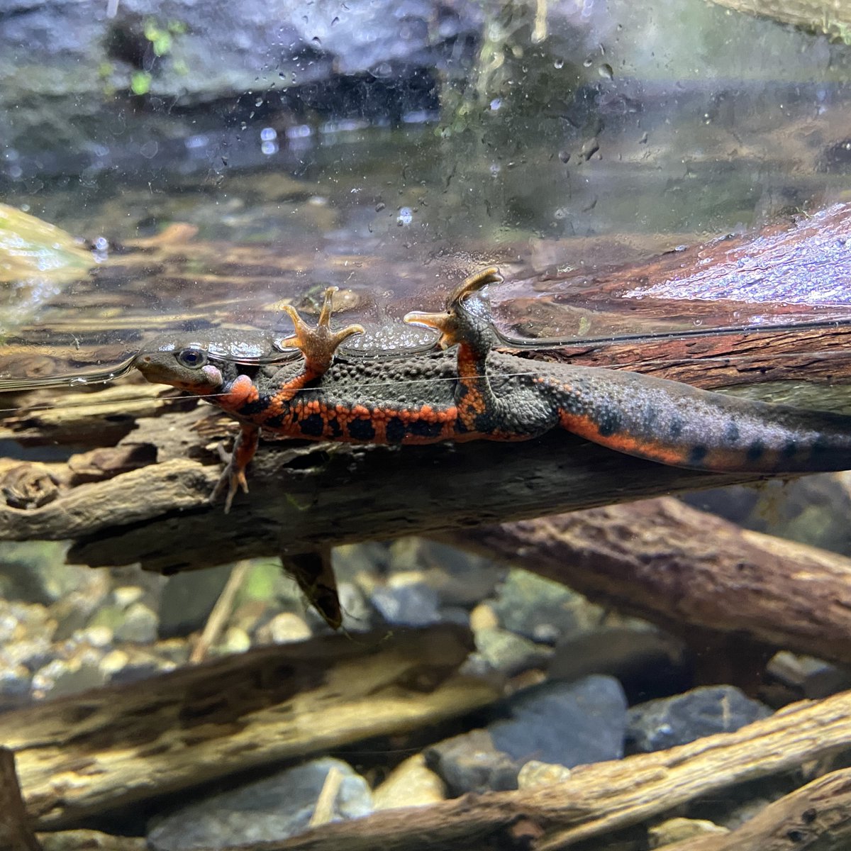 Mr.シンゲツ (@SGV_Destroyer) / Posts / X