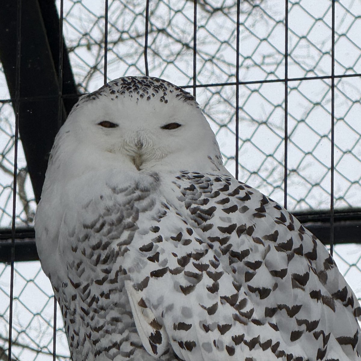 どこからか視線を感じる…と上を見たら、メスの #シロフクロウ の「アナ」でした。
#釧路市動物園
#ふくろうの森