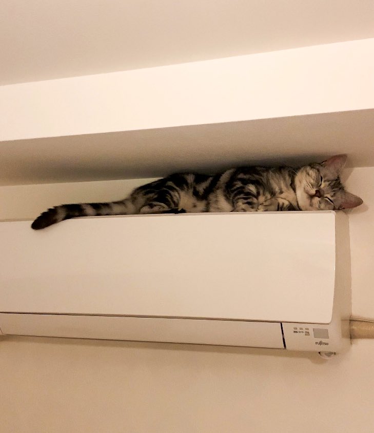 あんこともなか🐾充電ねこ (@cat_anko3) / Posts / X