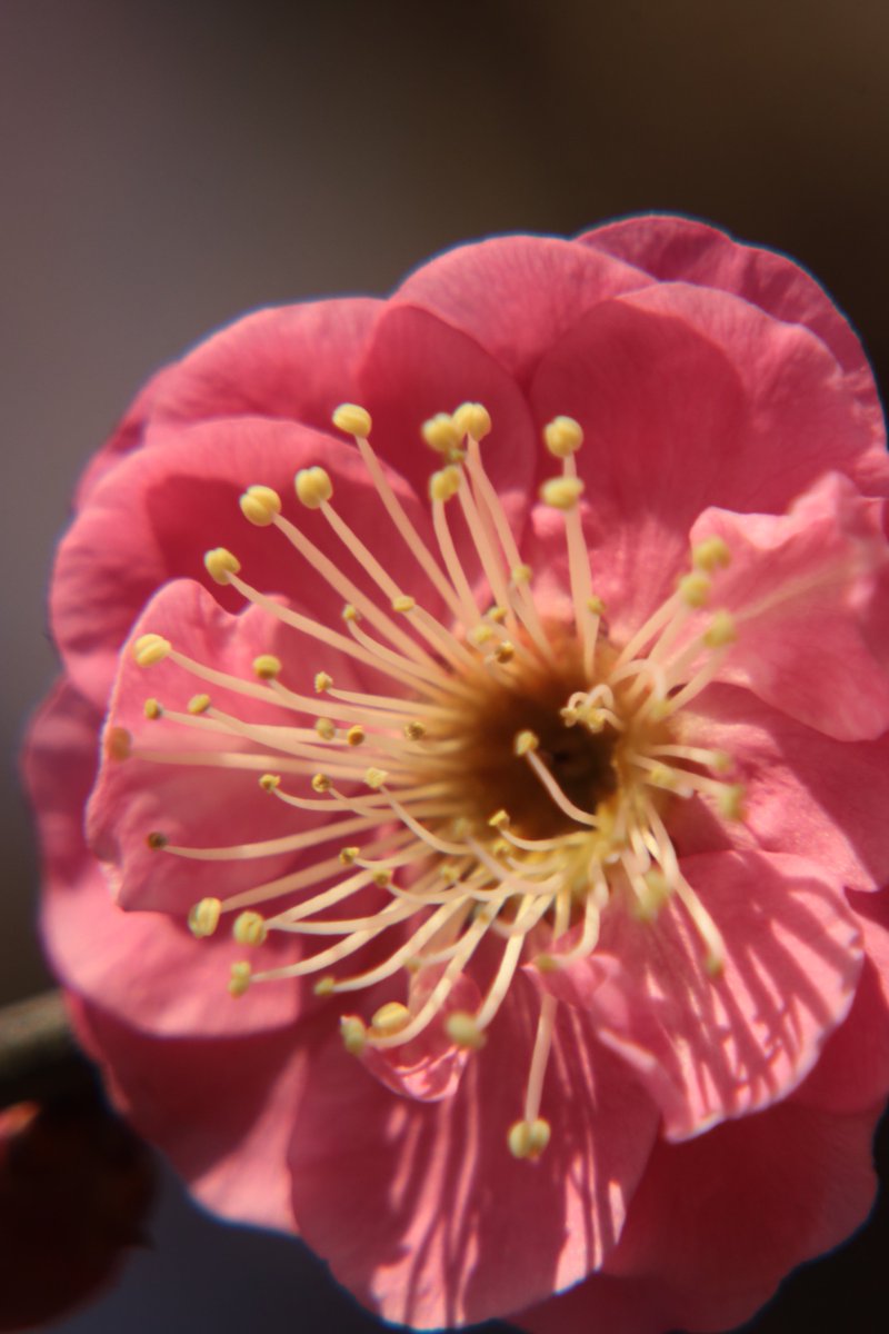 gontanokoneroku's tweet image. A touch of spring's pink 😊

#MacroPhotography #PlumBlossoms #JapaneseApricotBlossoms