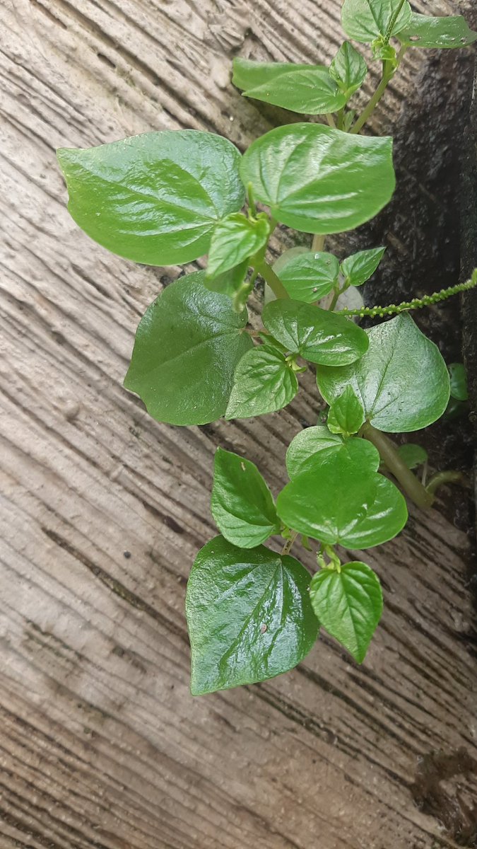 Tanaman ini namanya ketumpang air (Peperomia pellucida). Biasa tumbuh di tempat lembab.

Tanaman ini sangat cepat membantu mengatasi masalah ASAM URAT

Caranya:
1. Ambil segenggam ketumpang air. Cuci bersih.
2. Rebus dgn 1 gelas air. Gunakan api kecil
3. ...