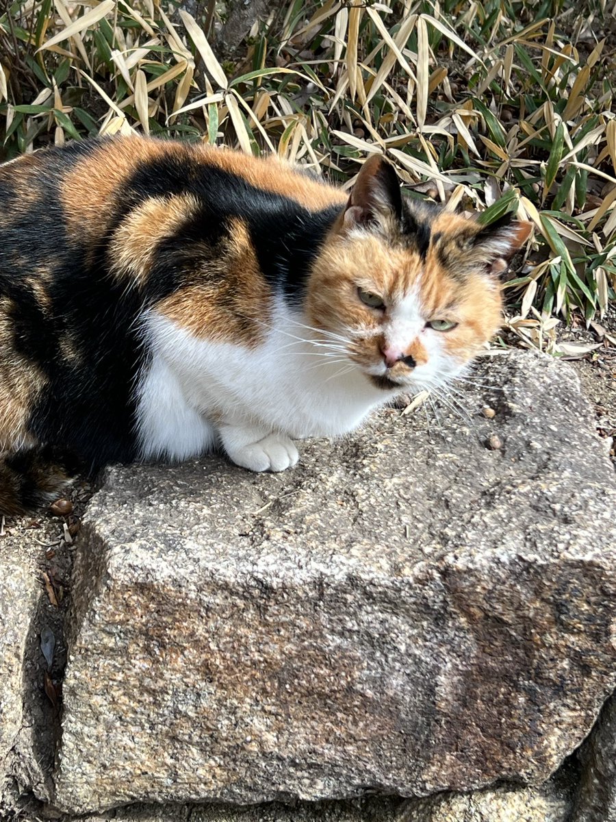 aaron6607's tweet photo. 公園で見かけた絶妙な三毛猫。��最初見た時「おまえブスよね。」って笑っちゃいました。黒髭が片方だけ。

#猫好き
#ブス猫 https://t.co/owvA0dhP0Z