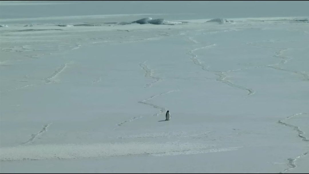 jiwonmuse's tweet image. bobby changed his pluschat wallpaper to the latest meme, nihilist penguin it looks cute but the way he sees it in a different way 🥹🥹

🐰: this is the latest meme, guys. its called the nihilist penguin. when u want to cutely express the emptiness of life, u can use that penguin.…