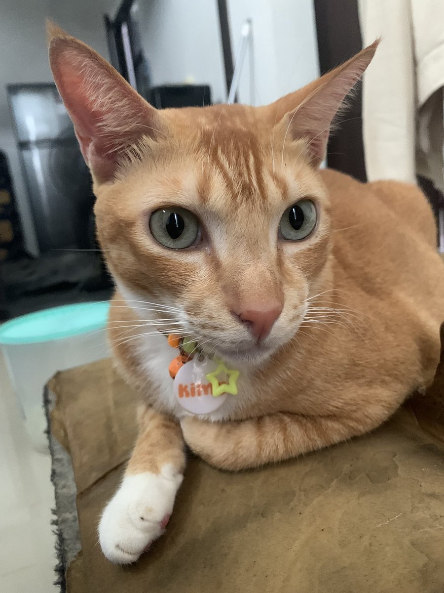 Nyoba bawa bocil putih yg ngikutin terus itu kedalem rumah, teriak terus pdhl kimy biasa aja, malah galakan sibocil nampol kimy😭🤣 

Gak jadi deh dibawa masuknya, kurcok memilih jd anak tunggal saja🤭🙏🏻