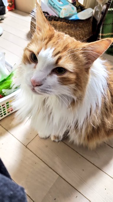 #見た人もなにか無言でかわいいをあげる 