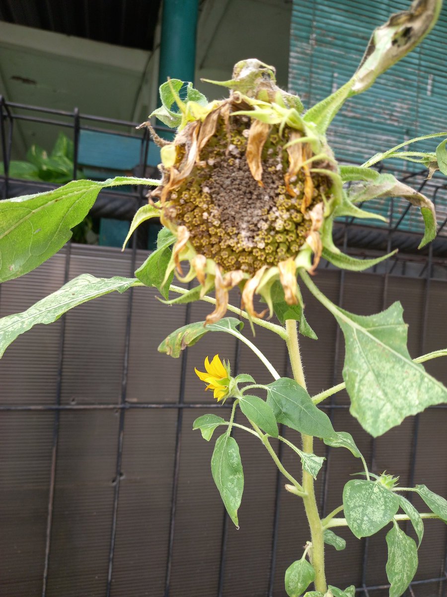 Haloo,Ini hasil semaian bibit bunga matahari pertama awal tahun lalu. Setelah bunga besar, terus mulai di tahap layu, setelah itu muncul bunga-bunga kecil. Sebaiknya bunga yang mulai layu ini dibiarkan sampai keluar biji atau dipotong saja?