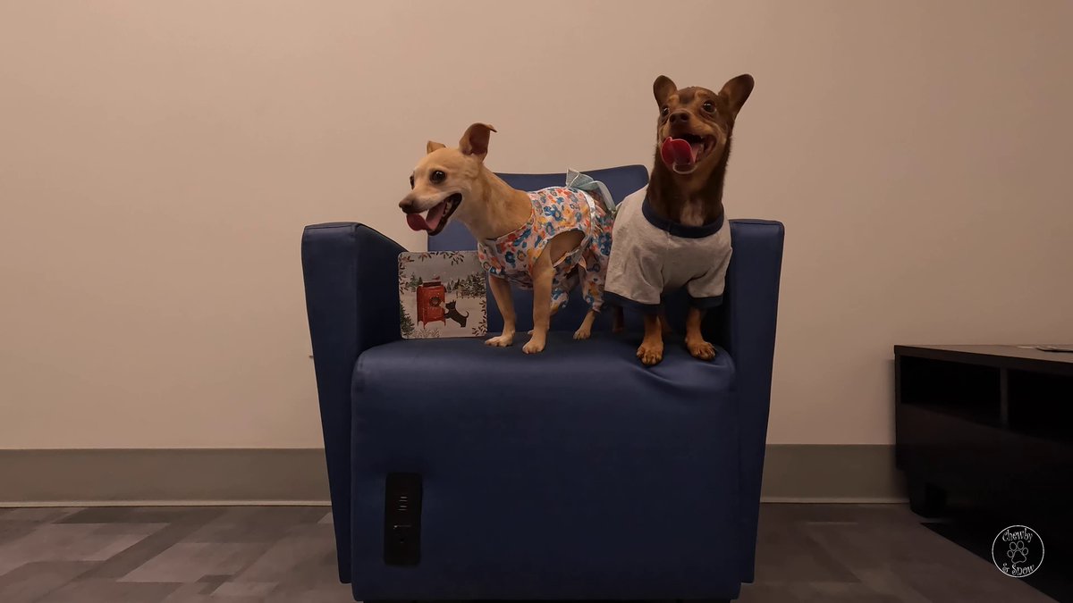 We got your Krissmuss card Maddy! <a href="/schnauzer_maddy/">Maddy MiniSchnauzer🇨🇦</a> We love your drawing beauty. Hugs from us.

youtu.be/9VLLjKwLdBY?si…

#DogsOfTwitter #dogsofX #Christmas