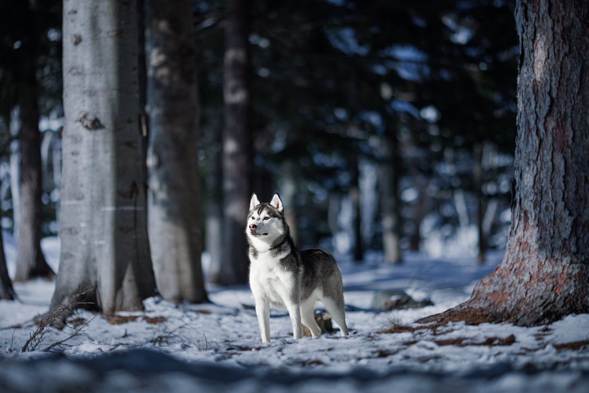 mui_husky's tweet photo. プロに撮ってもらったムイかっこよす
フルサイズ欲しくなっちゃうぜ https://t.co/eSKi7AvKUj