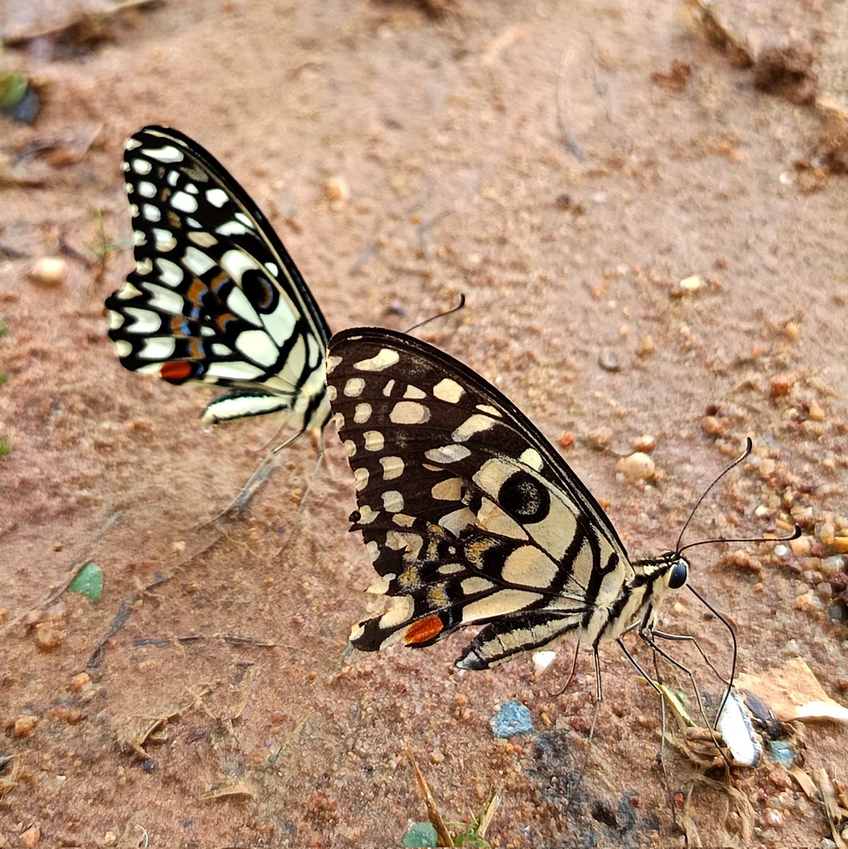 Lime Butterfly 🦋 🤎🤍

#तितली_यात्रा