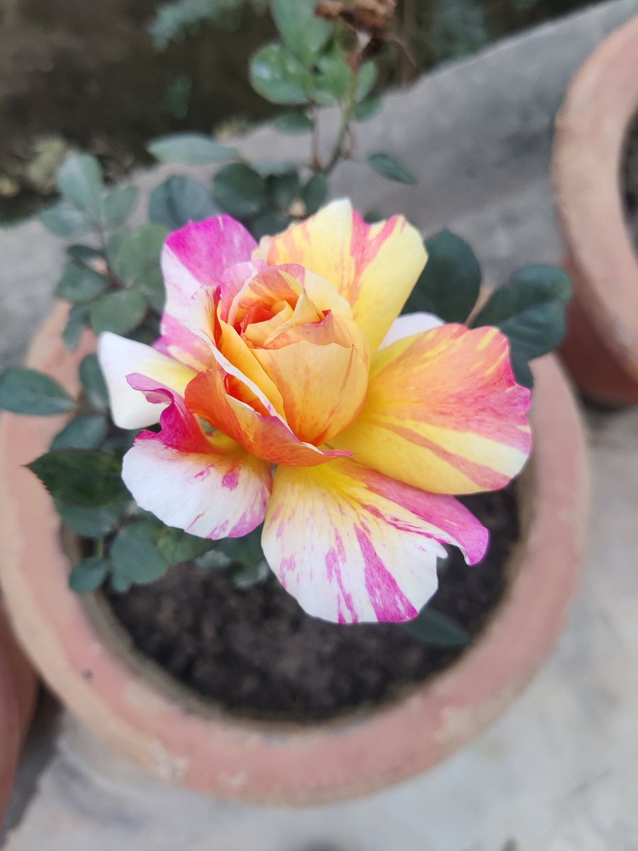 Good morning friends 🌹🙏 
Flowers #gardening #nature