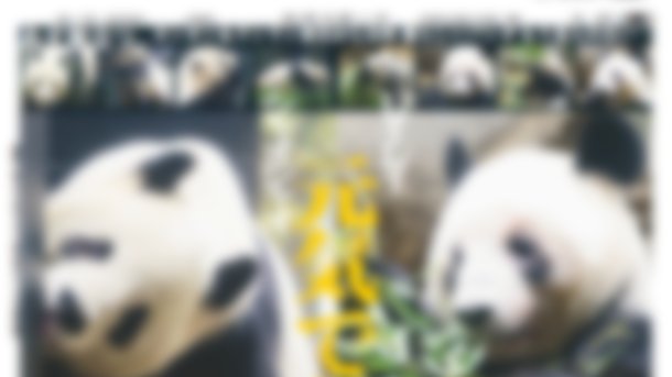 シャオシャオ、レイレイ元気でね🐼日本でのラストショットをお手元に