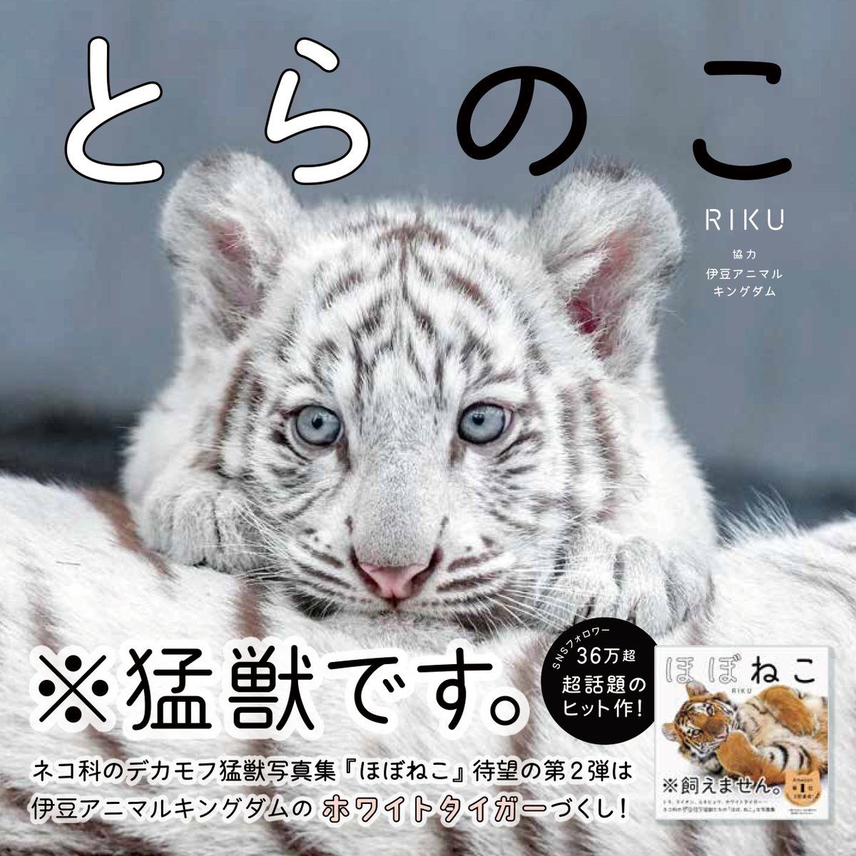 Tatsumi_Group's tweet photo. 当選者にはRIKUさんの2作目の写真集『とらのこ』と『2026ほぼねこカレンダー』をプレゼントいたします✨

『とらのこ』は #伊豆アニマルキングダム の #ツキ #シグレ  姉弟のほか、歴代シロップファミリーが大集合のホワイトタイガー写真集🐯🐯

『2026ほぼねこカレンダー』には写真集には未掲載の写真も掲載されています🧡

#ほぼねこの日
#ほぼねこ
#2026年ほぼねこの日
#2026ほぼねこの日