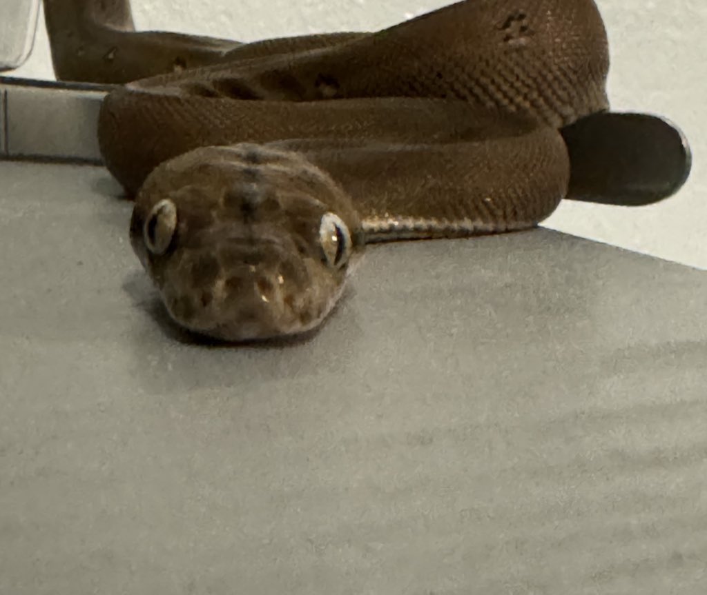 >뱀도 케이크를 먹나요?
아녀 뱀은 따듯하고 쥑쥑이 냄새가 나는 것에만 먹이반응을 합니다. 걍 얘는 첨보는 것만 보면 얼굴부터 들이대서 똑같이 돌진한것임
>눈이 왤케 땡그란가요
제 프사 보시면 알겠지만 그냥 태어날 때 부터 디폴트로 땡그랗게 태어난 뱜입니다…..