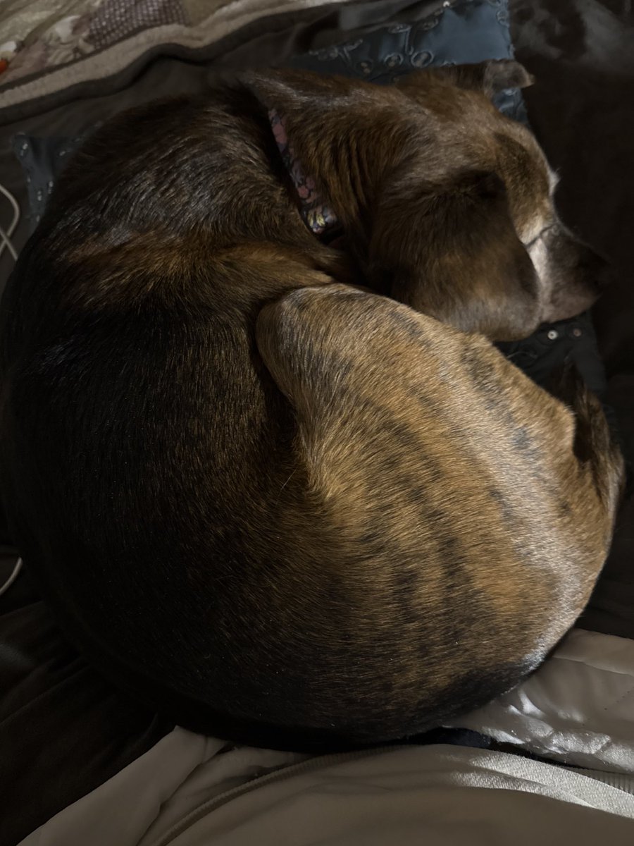 Molly just climbed up &amp; plopped down on my lap while I was watching a show. I can’t move