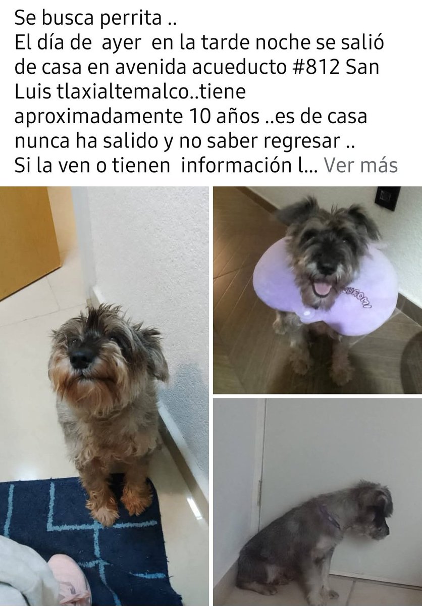 LALOMEX19's tweet photo. @RescateAnimal se extravío en alcaldia xochimilco https://t.co/e2elE9LPOk