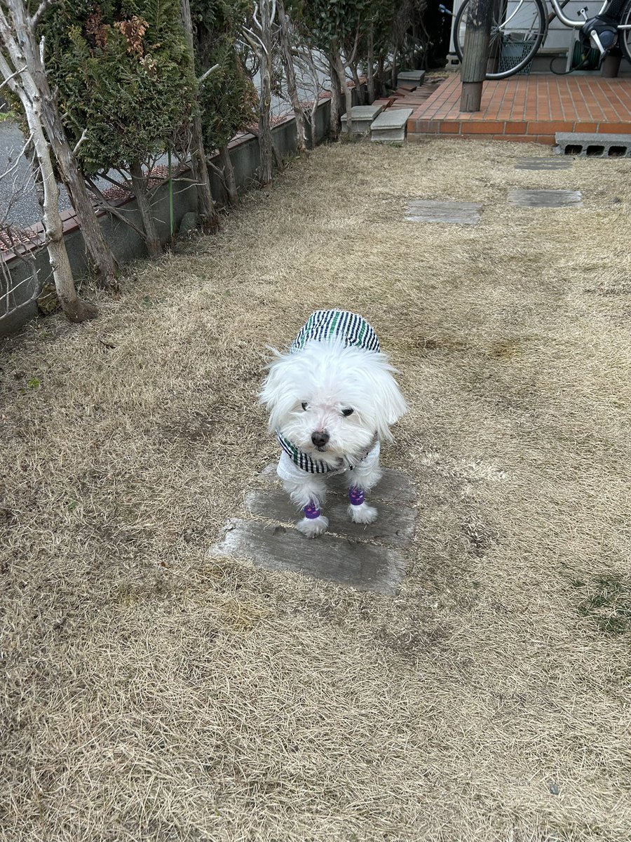 ハ二力ム tweet media