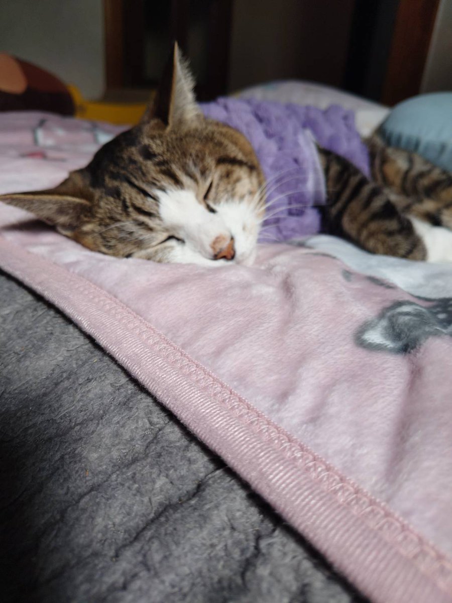 自分の毛布と布団、しっかり使ってえらいね✨️
良い夢見るんだよ(お昼寝中)