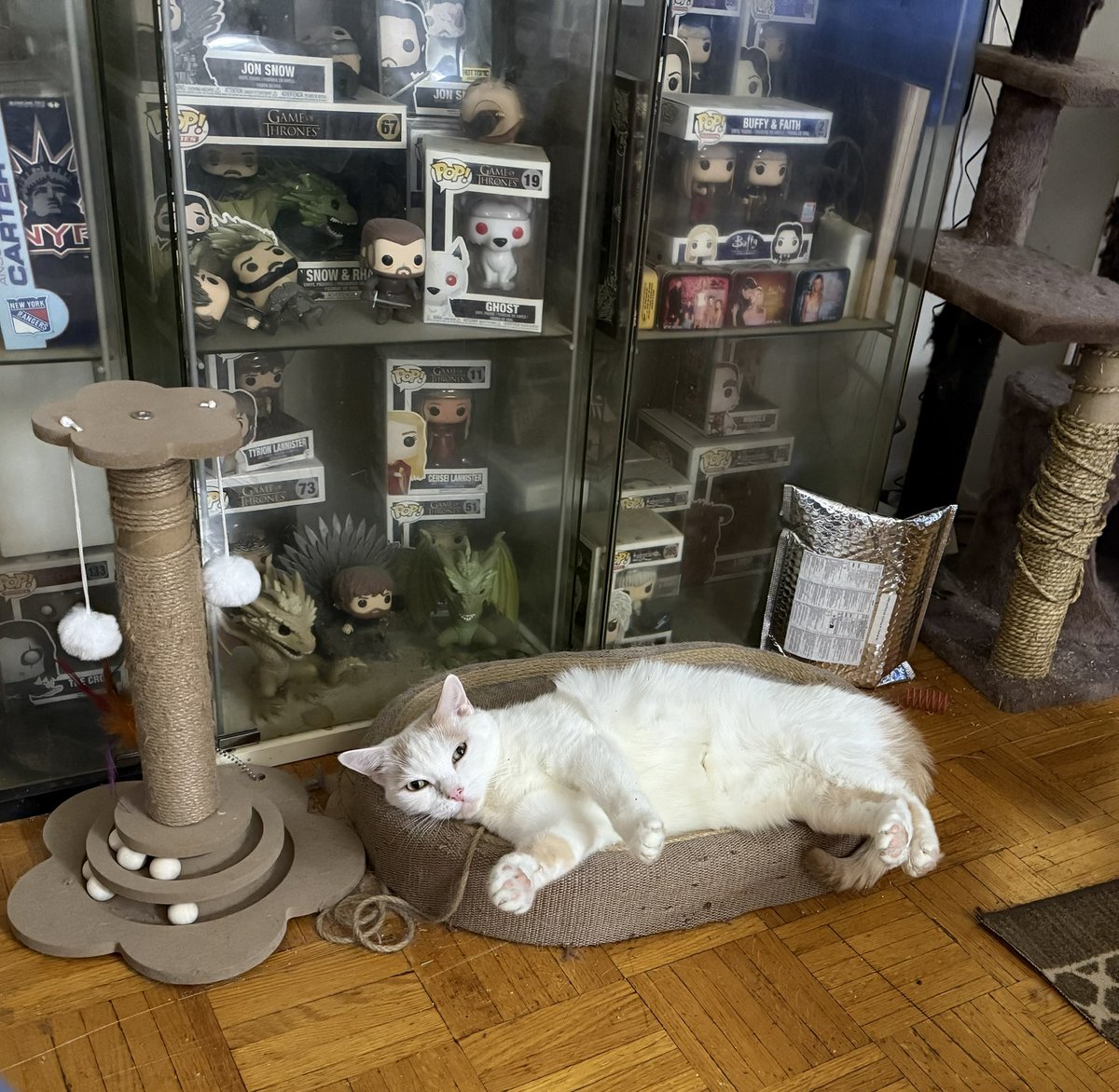 TheMalaMoragain's tweet image. This cat is too funny! Oscar is just hanging out in his bed! Literally! 😹😹😻😻

#Cats #OscarCat #KickinIt