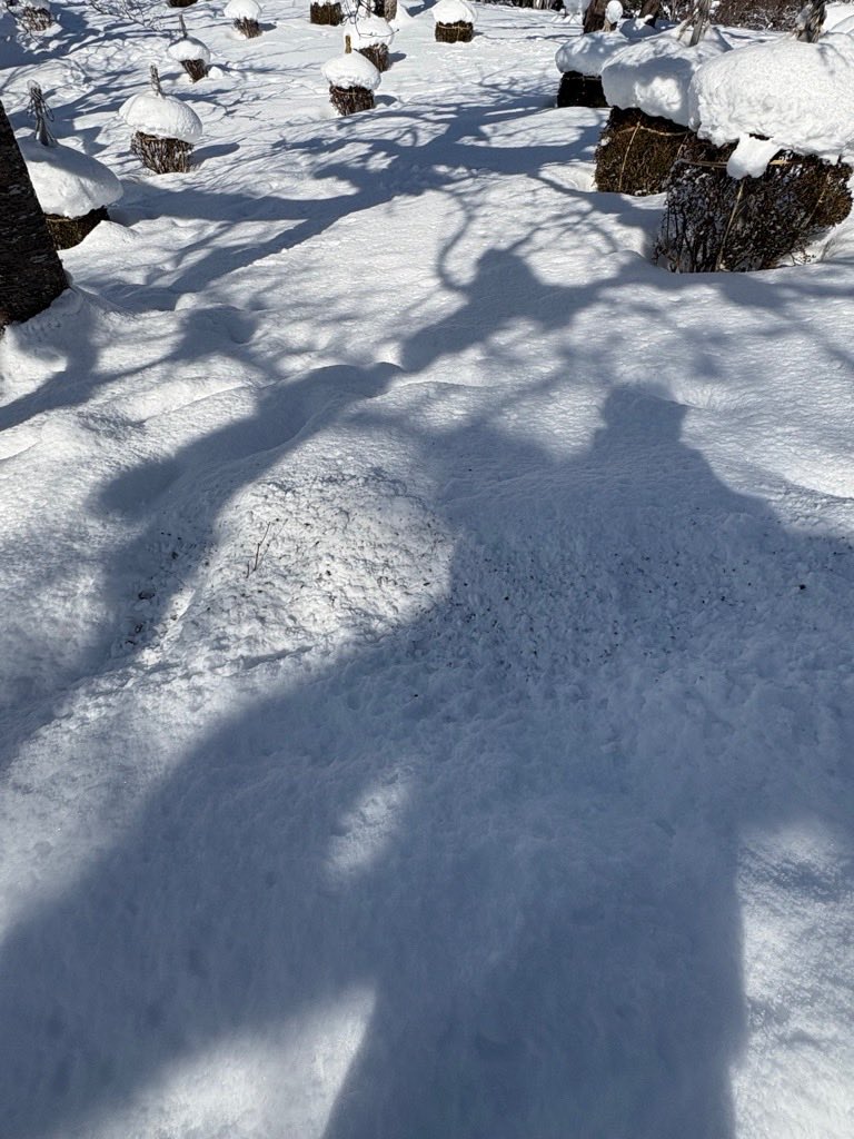 mutsu_toshi's tweet photo. 260128【早掛沼公園の桜】
＃ウソ が今年もやってきています。
例年よりも飛来数が多いようなので、春の桜シーズンが少し心配です。
ウソとの共存を考えながら、対策していきます。

＃むつ市　＃早掛沼公園　＃桜　＃ウソ https://t.co/7gYAtKFgBB