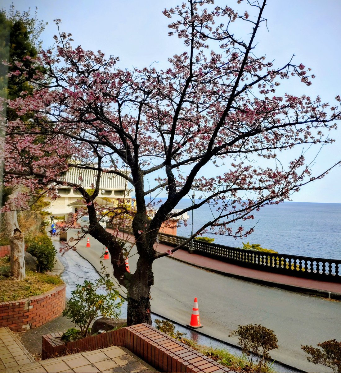 ホテルニューアカオの熱海桜。早咲きで知られる河津桜より早いです。