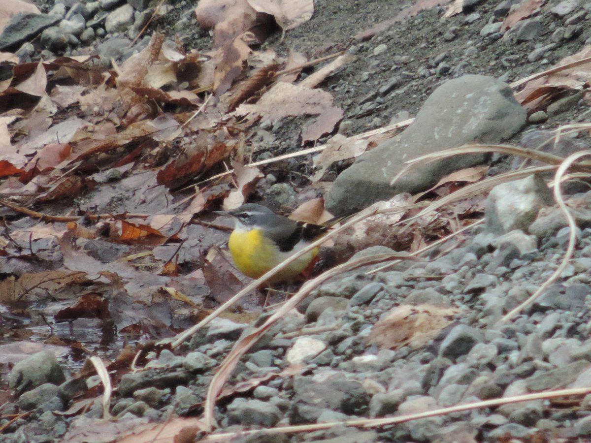 HadanoVC's tweet image. 8時40分の気温3.2度 曇り
午前中、秦野戸川公園を歩いて来ました。
三ノ塔やニノ塔は午後から雲がかかってきました。
本日、塔ノ岳へ情報収集に行っているスタッフから正午に連絡が入り山頂は雪が降っているとのことでした。
園内では河原にいた #キセキレイ や枝にとまる #キジバト を観察しました。