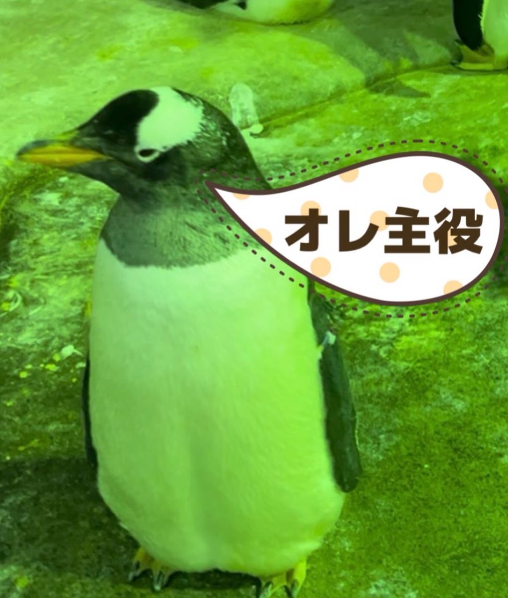 NEW！イベント】 2月日祝日限定 ジェンツーペンギンが主役の
