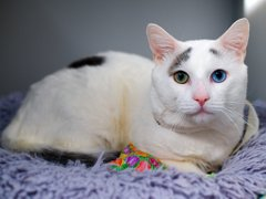 PeterAskin1's tweet image. Poor Winter gets the old heave-ho 
when to another home the owner had to go! 
With cats this dear boy goes with the flow!  
Death at NYC ACC may come harsh &amp;amp; cold 
unless there is an adoption or rescue hold! 
tag @AdamsPaulGrimke with pledges!  
BEYOND URGENT! 🙏…