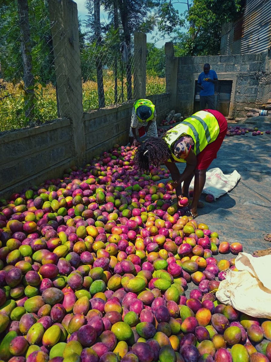 Muranga County brought mango farmers together,negotiated deals with juice processors .

Eg Sunny Mango in Kambiti,Vertz in Machakos,Premier Foods Nbi .

Sunny makes puree,which Coca cola buys, &amp; makes your juice.

Farmers now earn Ksh 23 per Kg - up from Ksh 3 .