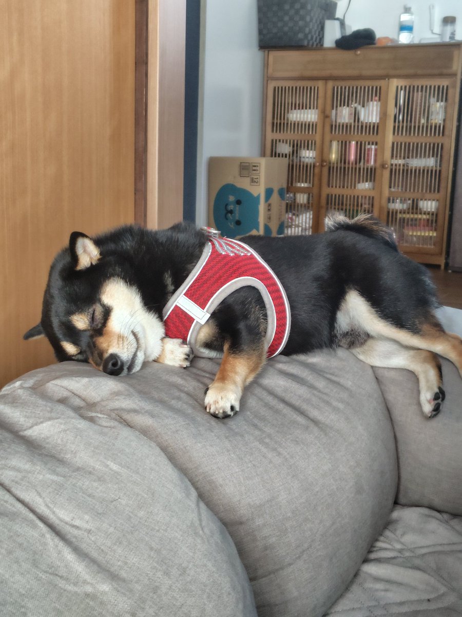 黒豆柴cota (@0220cota) / Posts / X