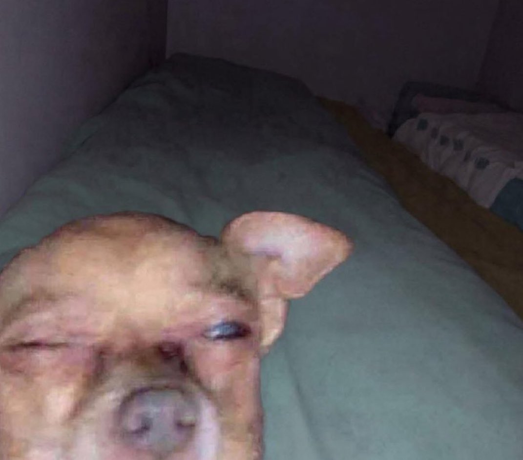 Eu checando meu celular para ver o que perdi enquanto dormia.