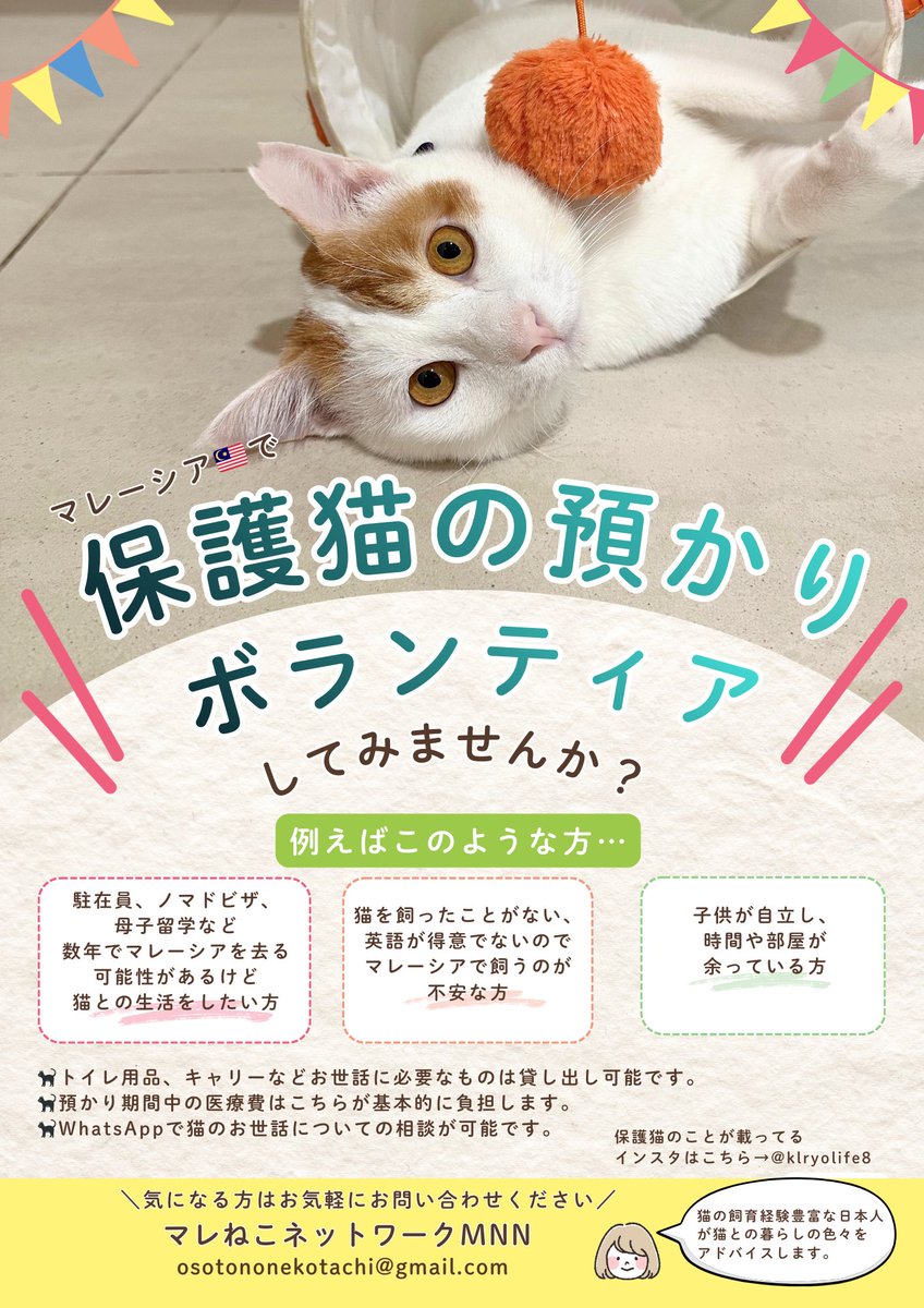 pazu_nyans's tweet photo. 【マレーシアで保護猫の預かりボランティアしませんか？】

最近Xで話題になった
「海外在住日本人が、日本に本帰国時に猫を一緒に連れて帰らず置いていこうとした」という出来事。
海外に住んでいると、
「いつか急に本帰国になるかもしれない」
「日本に動物を連れ帰る手続きができるのだろうか」
その不安から、猫と暮らしたくても一歩踏み出せない方はいると思います。

でも、そんな理由で猫との暮らしを諦める必要はありません。

「いつか日本に帰るかもしれないから、猫は飼えない」
そう思っているマレーシア在住日本人の方へ。
マレーシアで保護猫の預かりボランティアをするという選択があります。

数週間〜数ヶ月、
“ずっとのお家”が見つかるまでの間、
保護猫に「安心できる居場所」を貸していただけませんか。
必要な用品の貸し出し、医療費の負担、日本語でのサポートも行っています。

保護猫の預かりボランティアは、
無理のない形で猫と暮らせて、猫も人間も幸せになれる方法です。ご協力いたいただける方を募集しています。
ご興味のある方は、コメントかDMにお願いします。