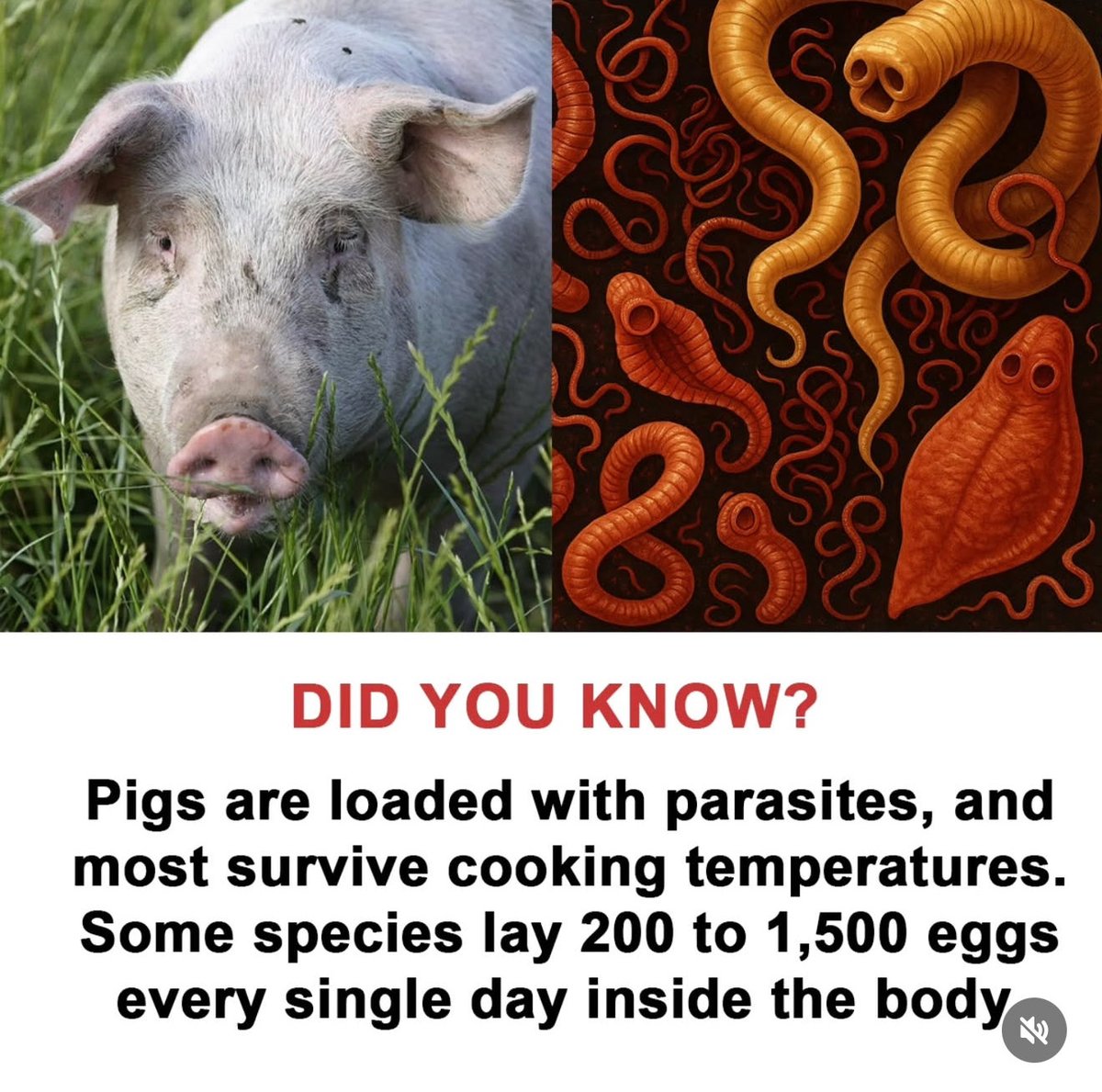 parasitedetox's tweet image. Pigs carry a ton of parasites as do most “bottom feeders” like shellfish, crab, lobster, oysters etc

Many of the parasites / eggs survive super hot cooking temps too