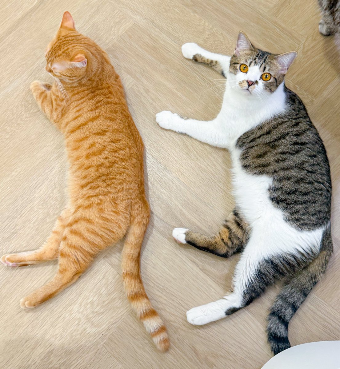 _DNVP2_'s tweet image. ส้มๆตุวใหญ่แล้วนะ แต่พออยู่ข้างไอโซ....