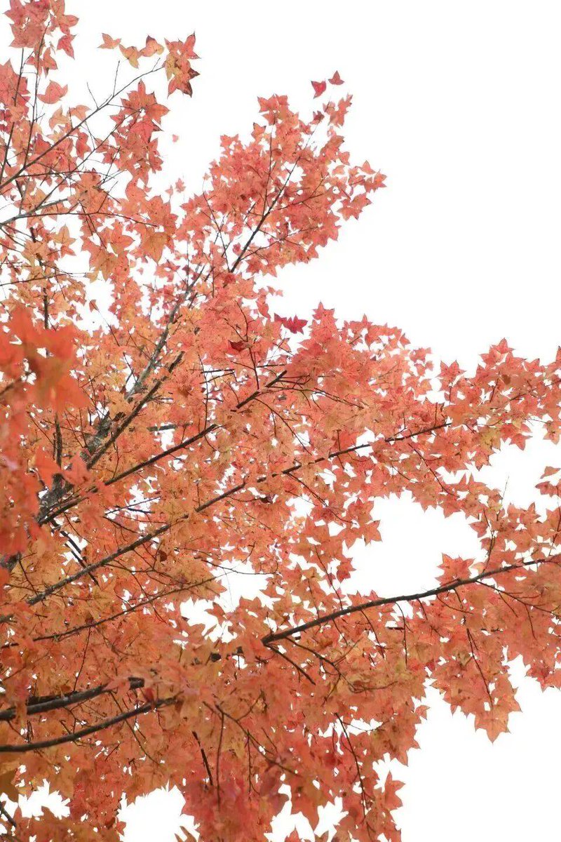 ちーさん (@gjmoxuKqXt4GbGA) / Posts / X