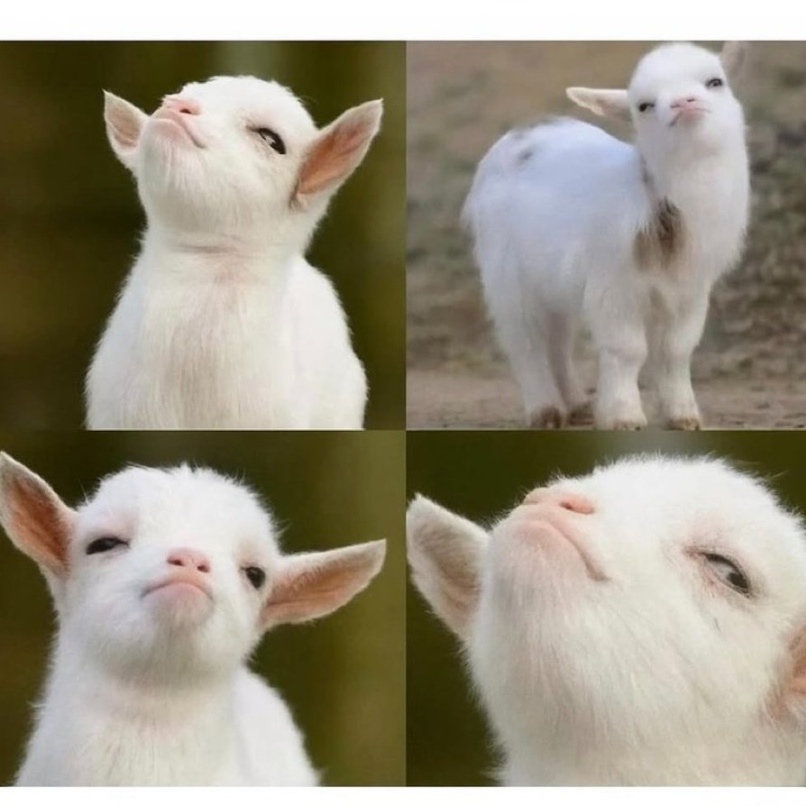 moondraelle's tweet image. Same same