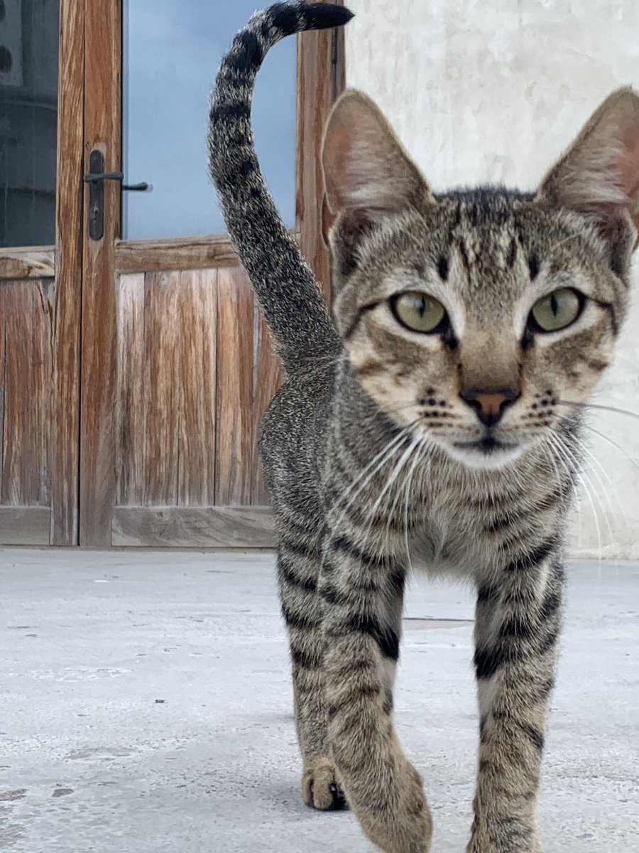 Sarah McIntyre tweet media