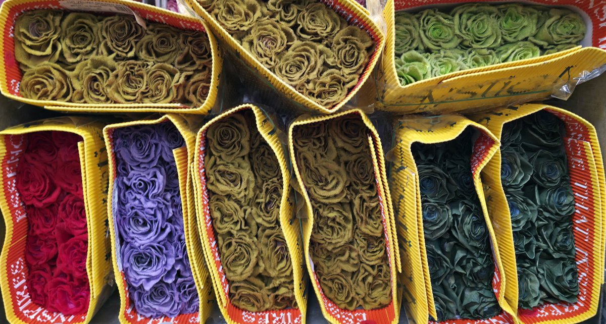 오늘의 예쁨

오랜만인거 같아요. 
시장가서 사진도 못찍고 그냥 호로록 오는 날이 많네요

오늘의 예쁨은 순서대로
1번 시네라리아
2,3번 벨벳 질감 처리를 한 에콰도르 장미들

라스텔라에도 조만간 에콰도르 특수처리된 장미를 들고 올께요!

#라스텔라꽃